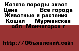 Котята породы экзот › Цена ­ 7 000 - Все города Животные и растения » Кошки   . Мурманская обл.,Мончегорск г.